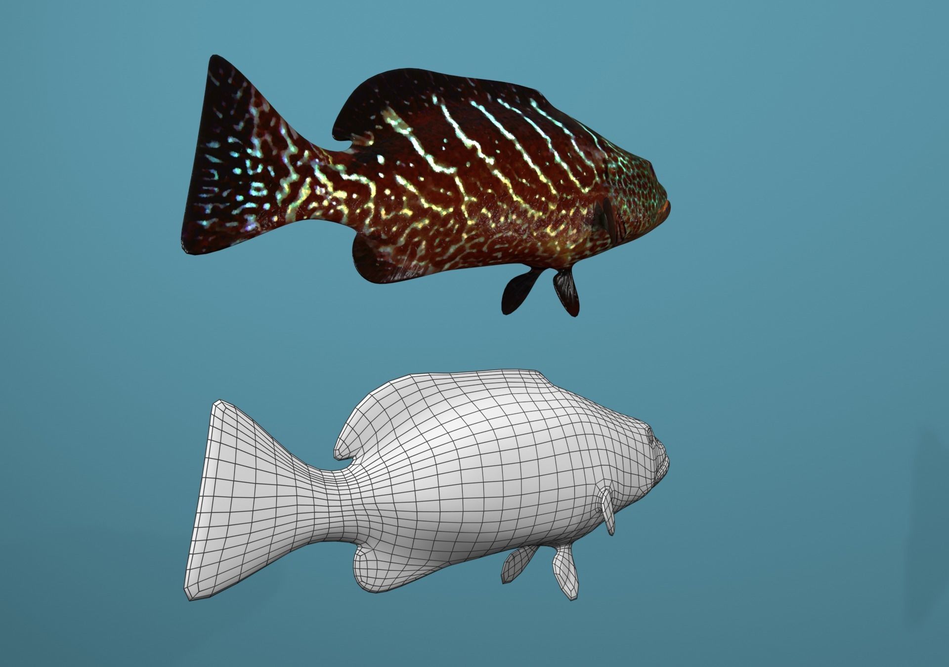Tiger Grouper Low-poly 3D model_5
