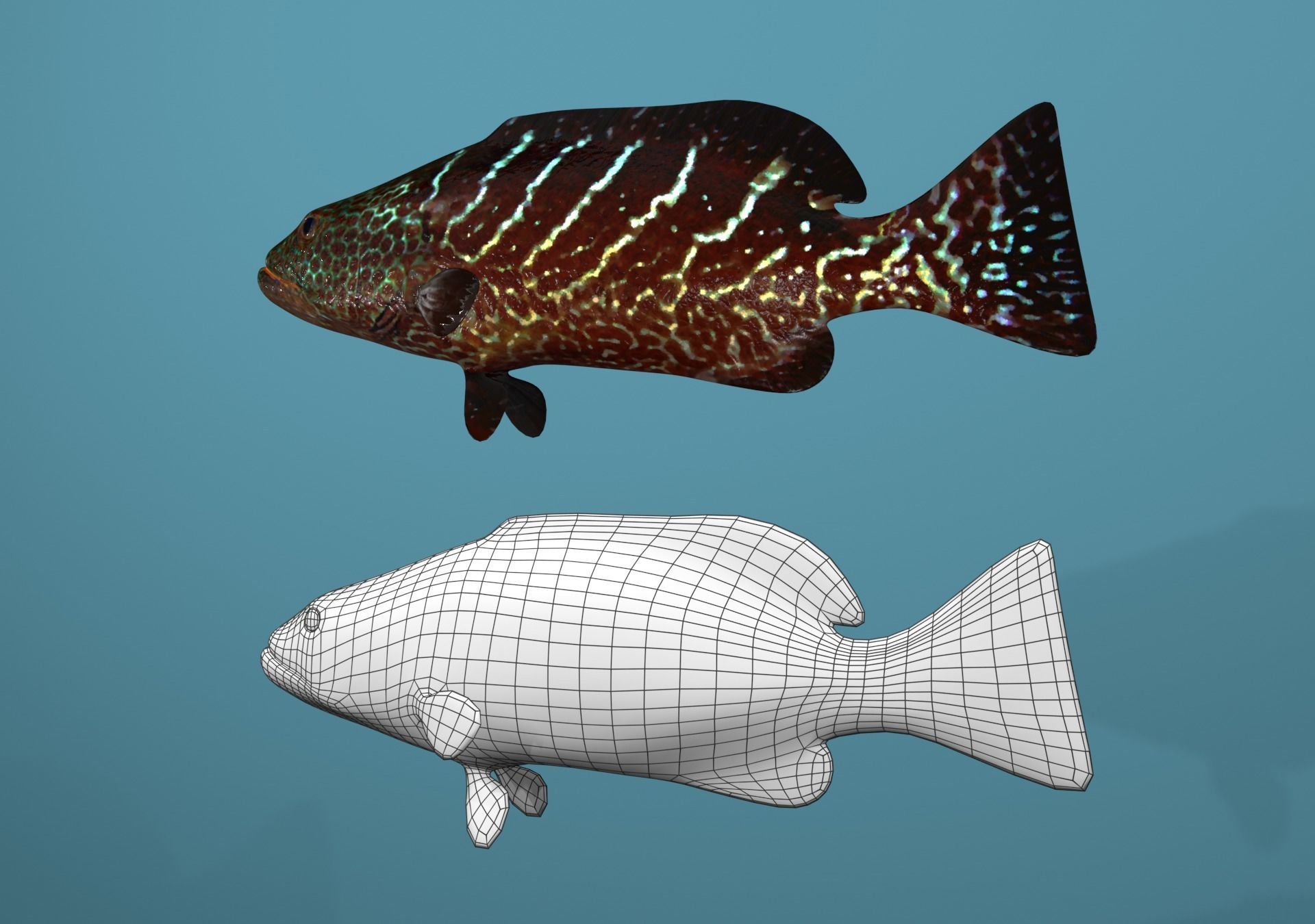 Tiger Grouper Low-poly 3D model_10