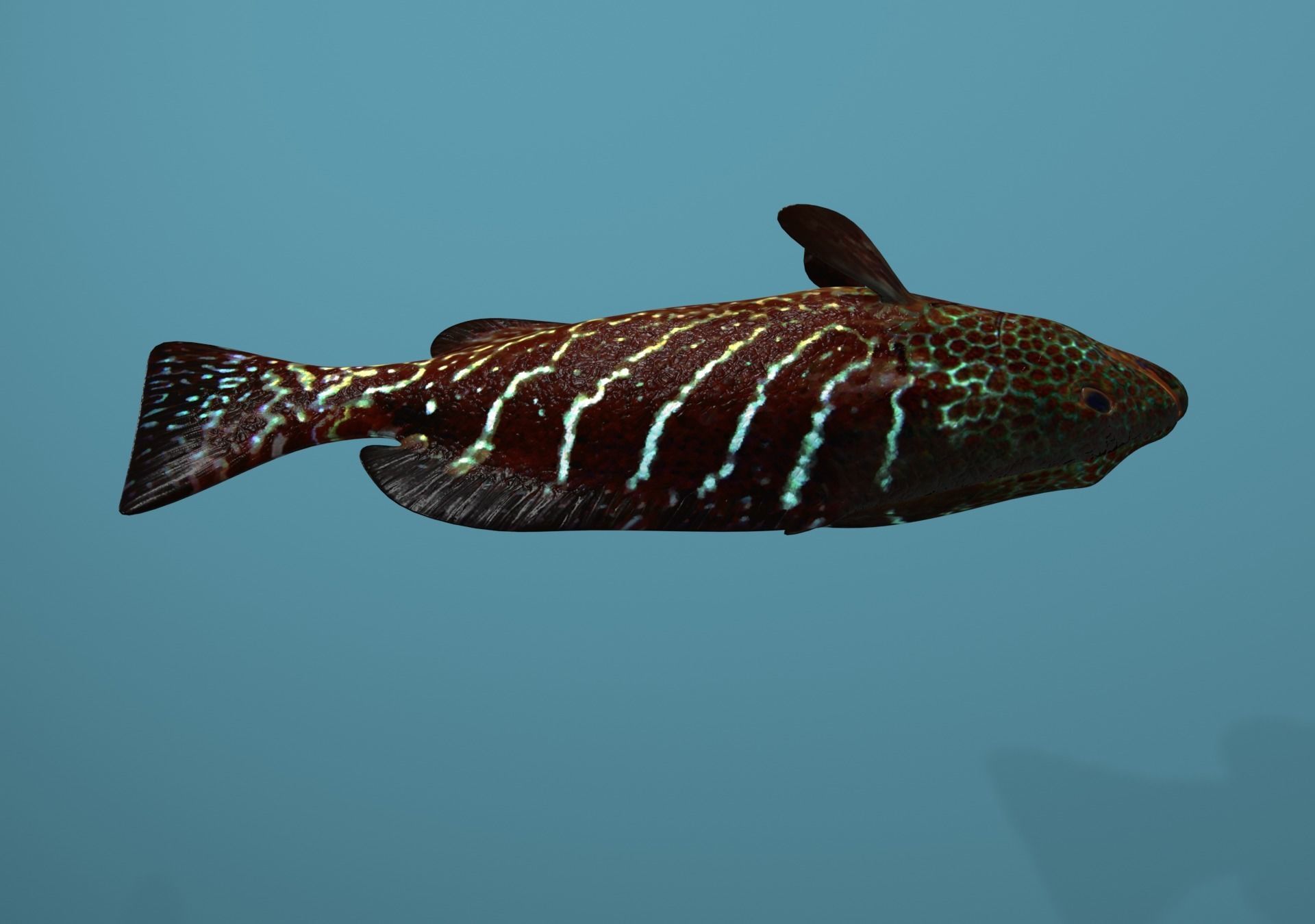 Tiger Grouper Low-poly 3D model_25