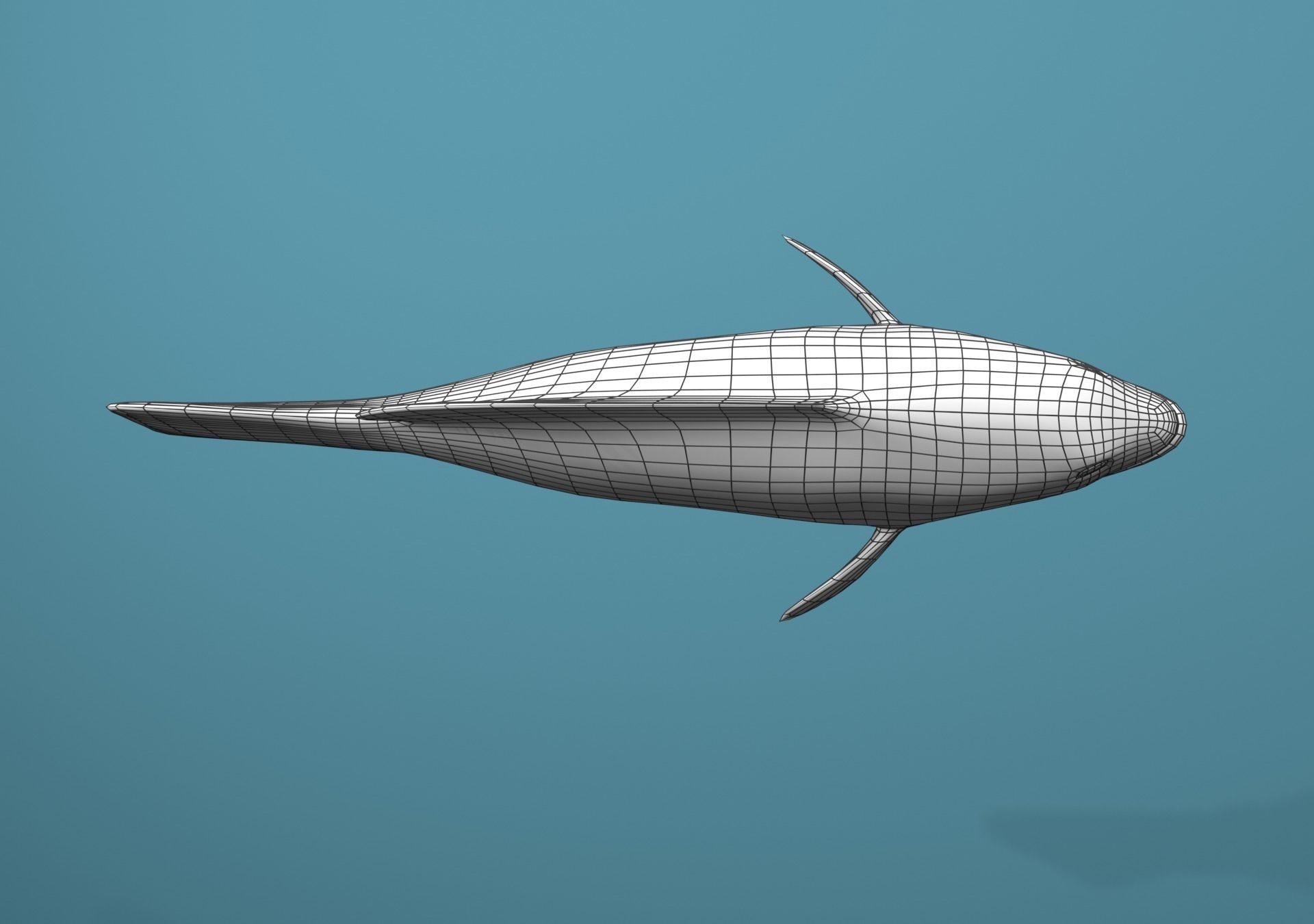 Tiger Grouper Low-poly 3D model_24