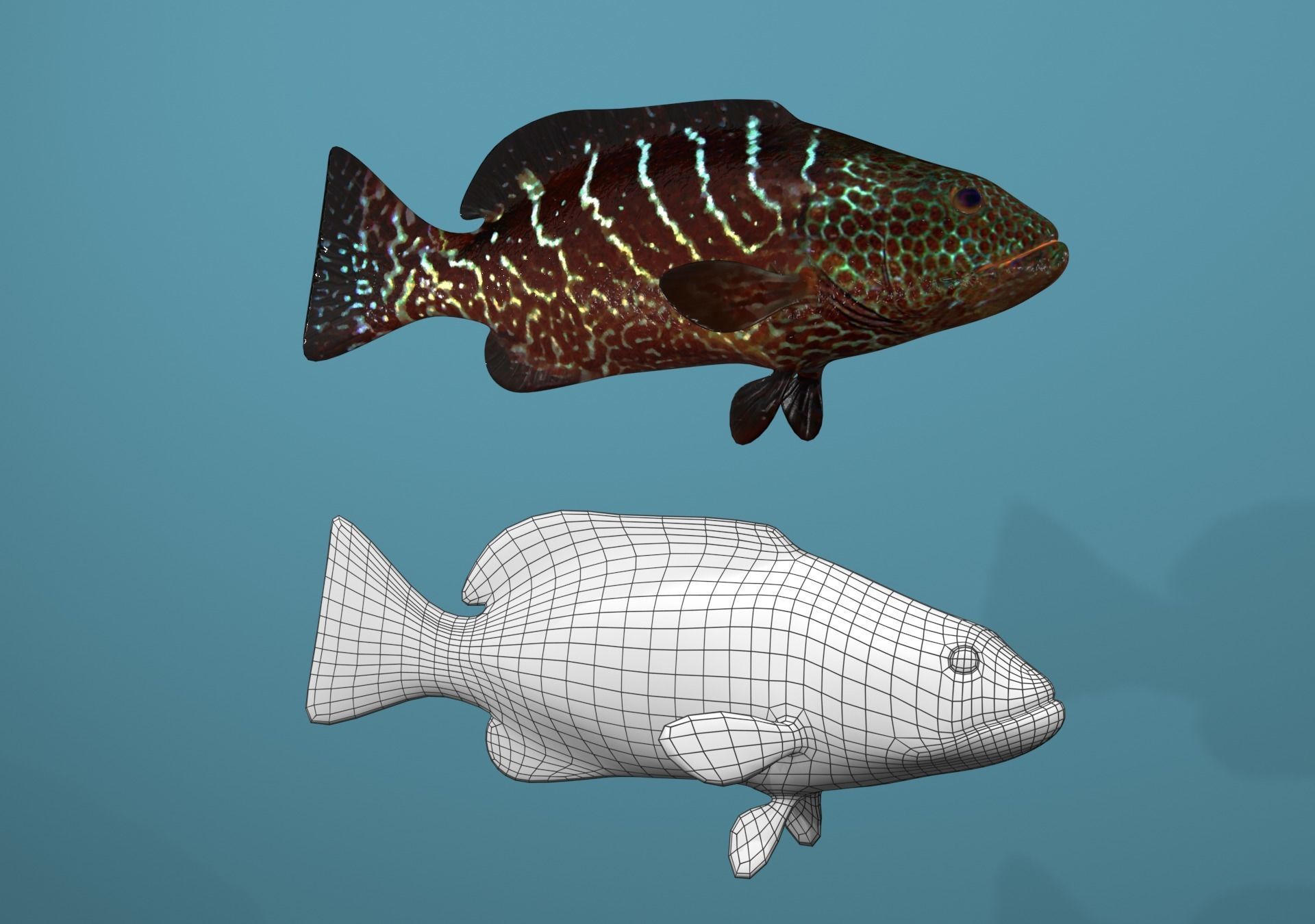 Tiger Grouper Low-poly 3D model_17