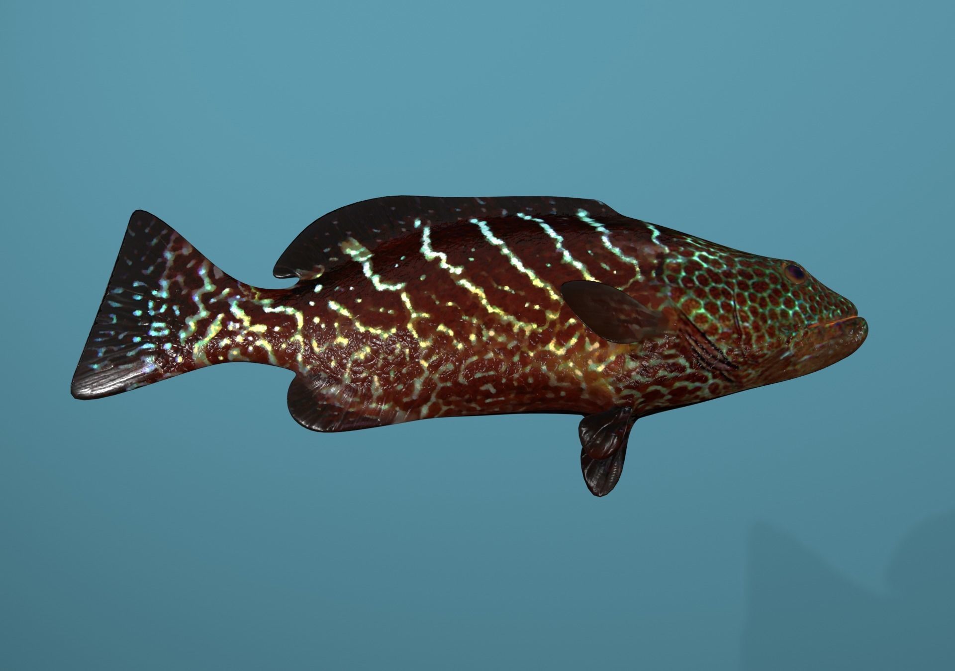 Tiger Grouper Low-poly 3D model_35