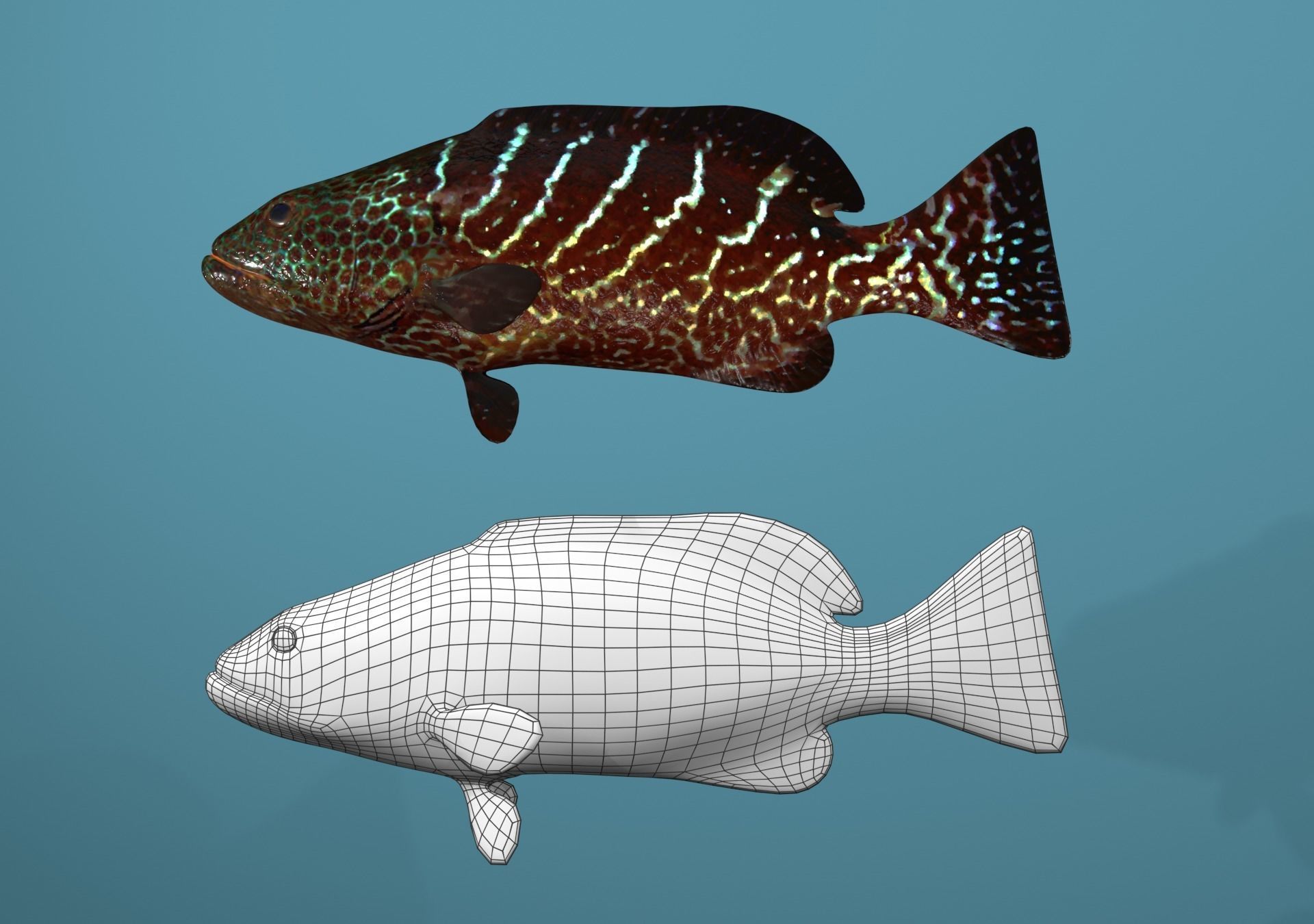 Tiger Grouper Low-poly 3D model_11