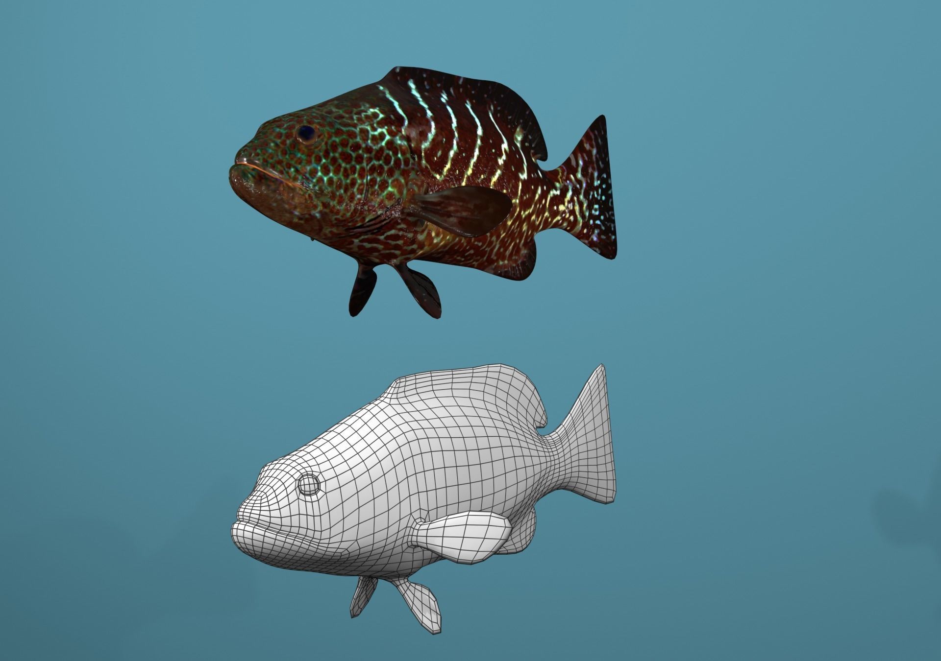 Tiger Grouper Low-poly 3D model_13