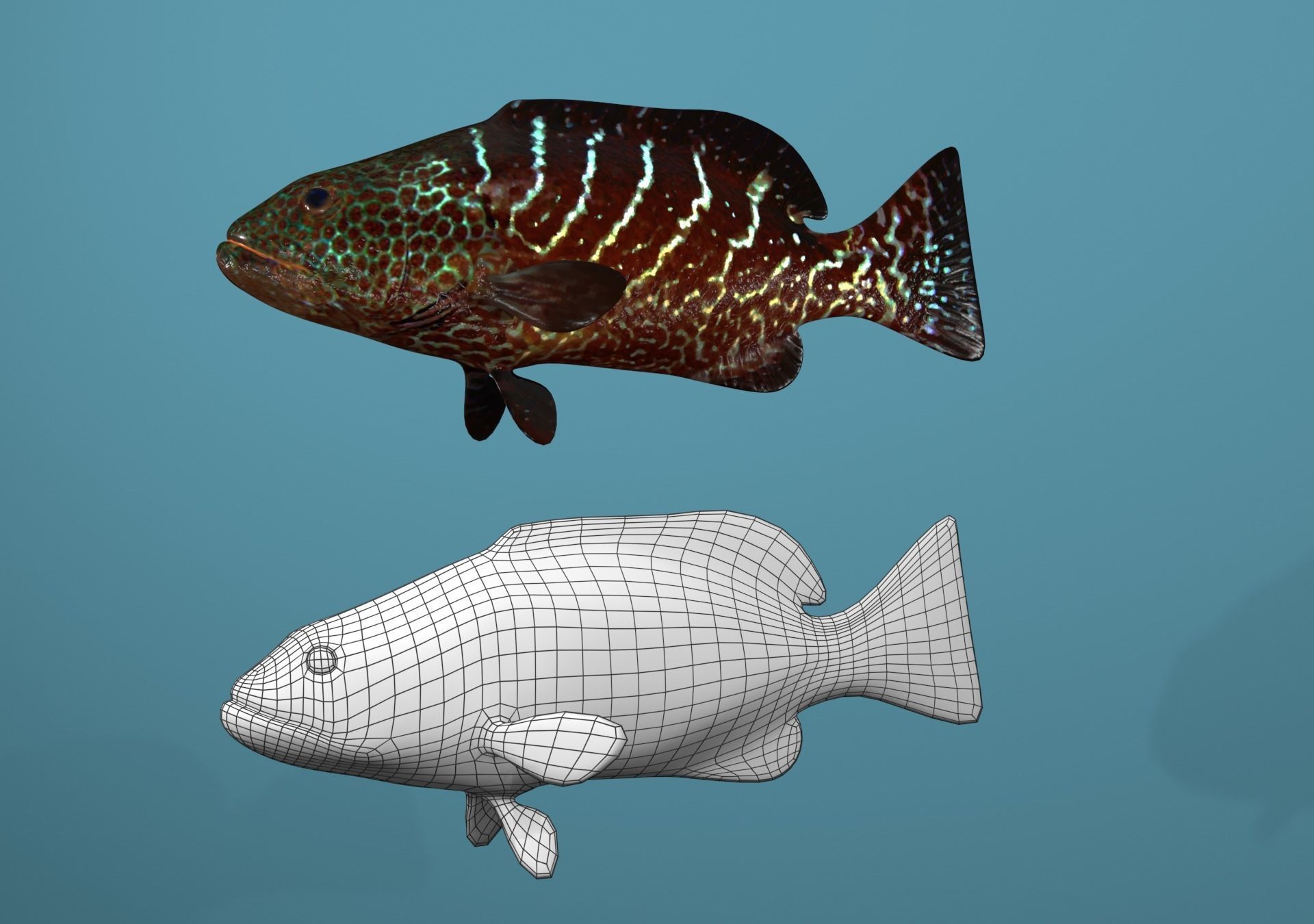 Tiger Grouper Low-poly 3D model_12