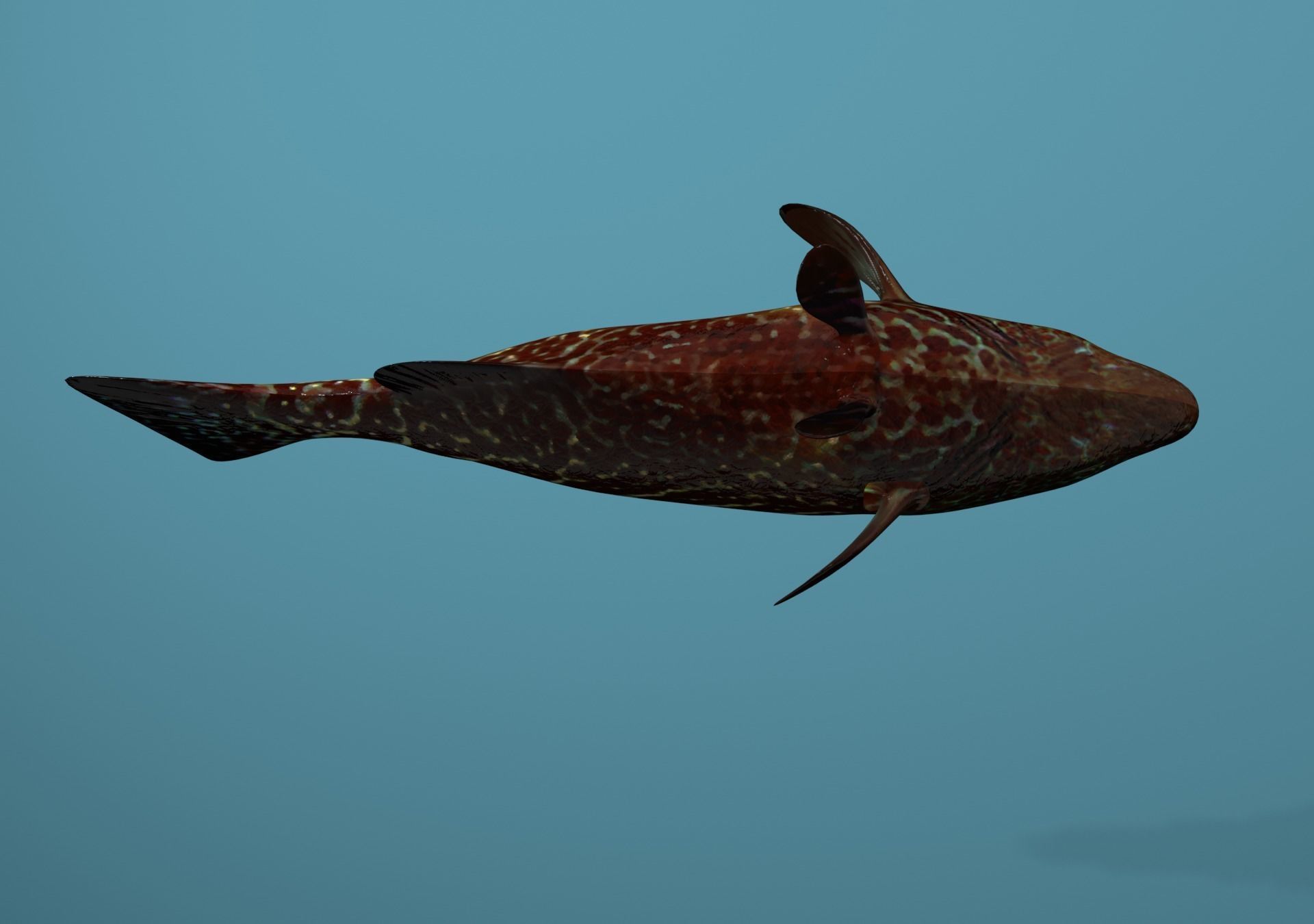 Tiger Grouper Low-poly 3D model_31