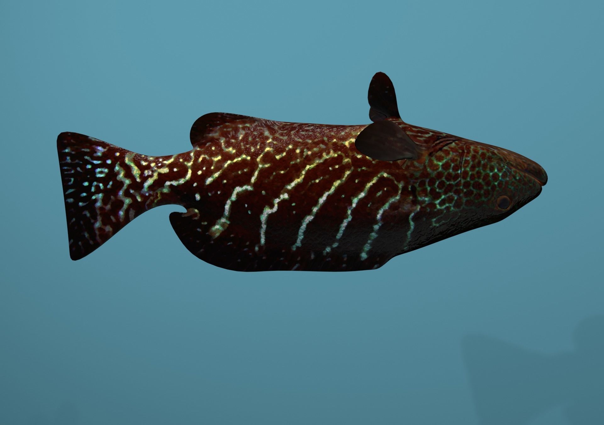 Tiger Grouper Low-poly 3D model_27