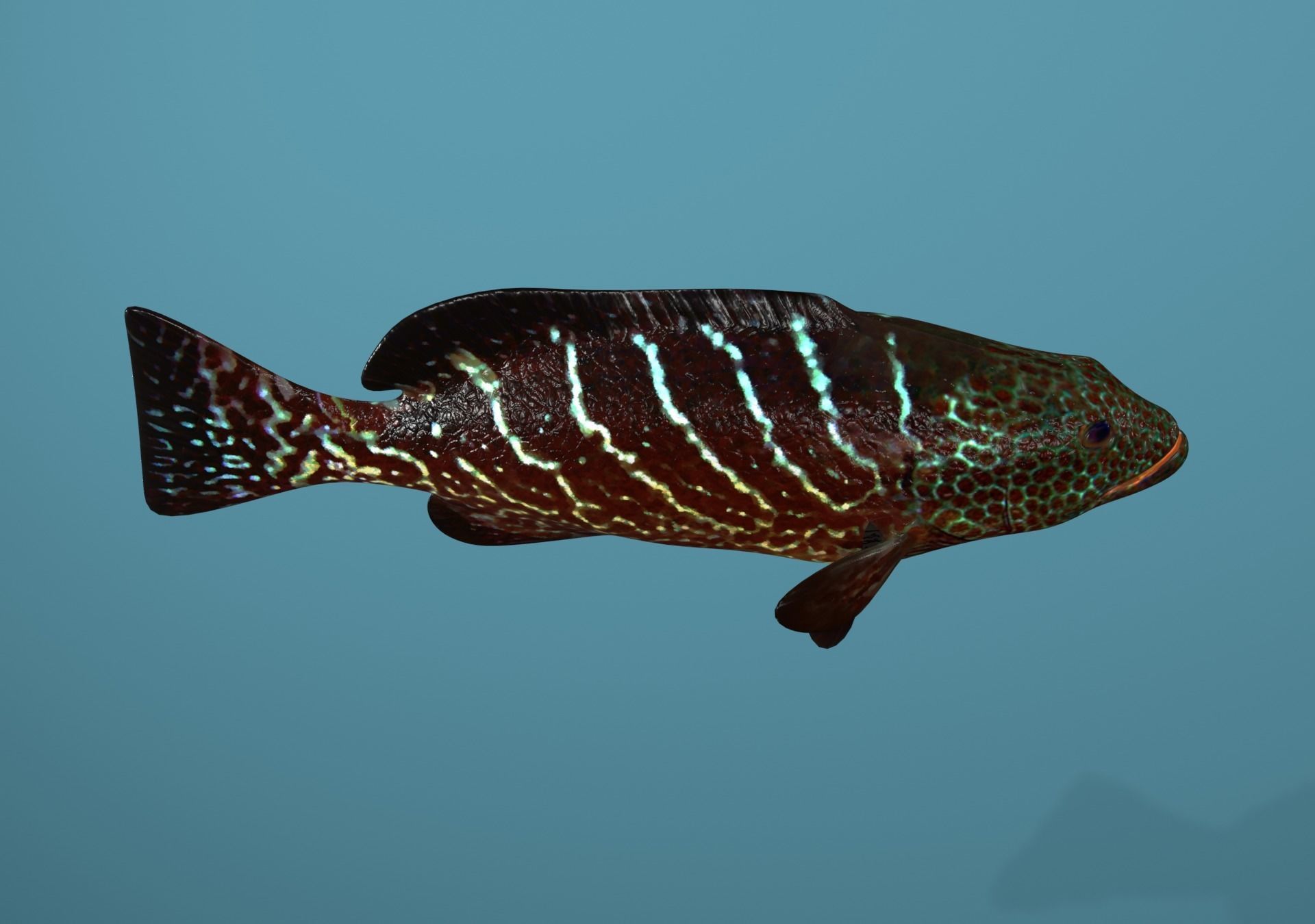 Tiger Grouper Low-poly 3D model_21