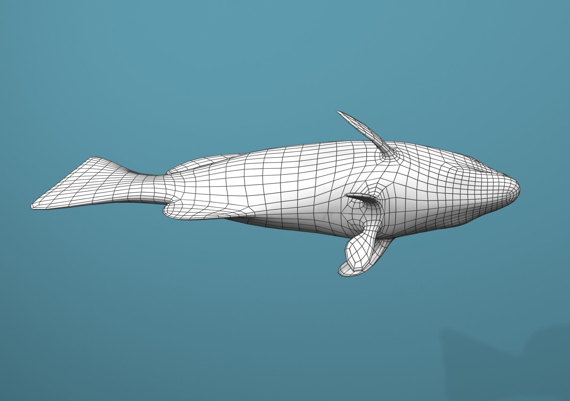 Tiger Grouper Low-poly 3D model_34