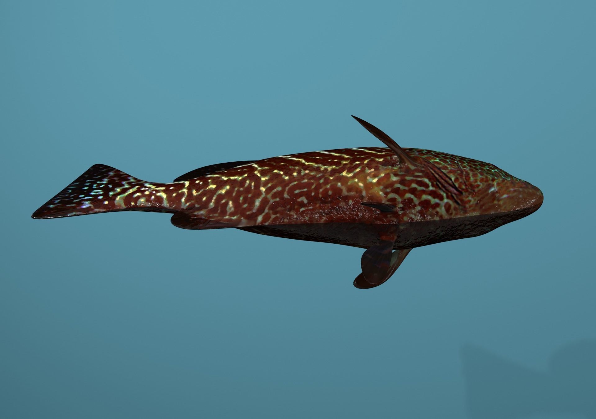 Tiger Grouper Low-poly 3D model_33