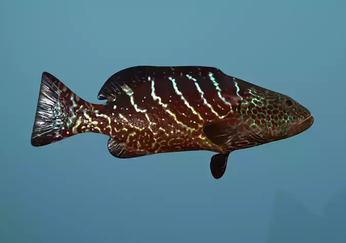 Tiger Grouper Low-poly 3D model