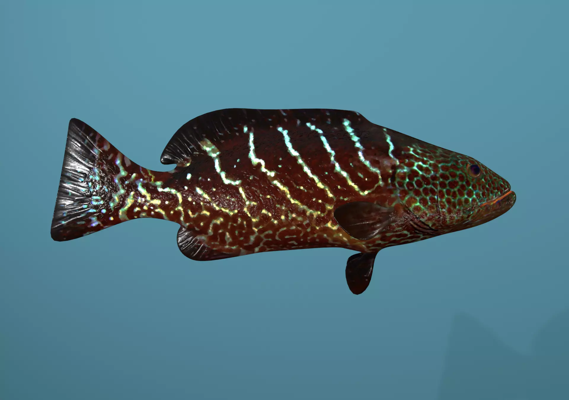 Tiger Grouper Low-poly 3D model_0