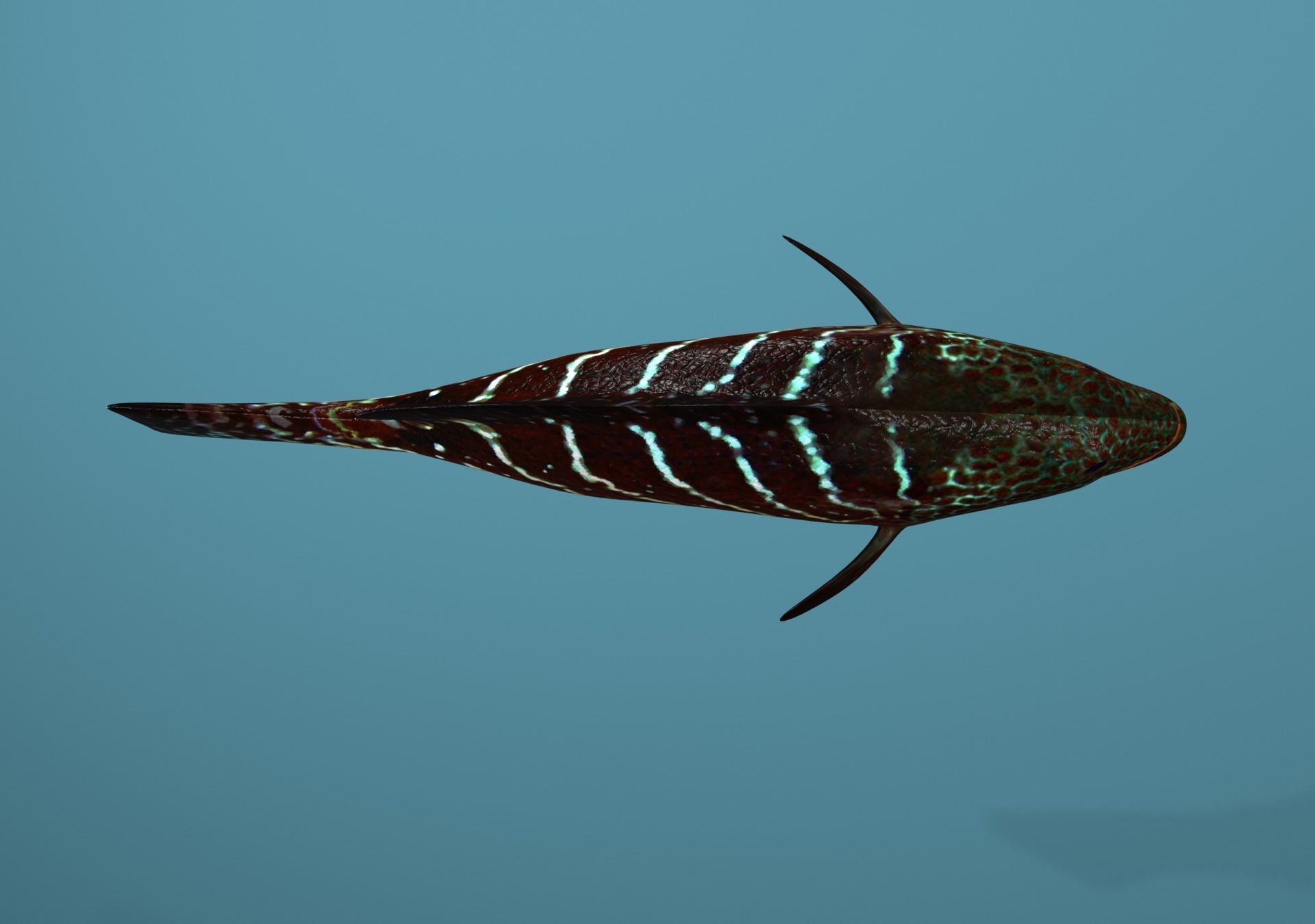 Tiger Grouper Low-poly 3D model_23