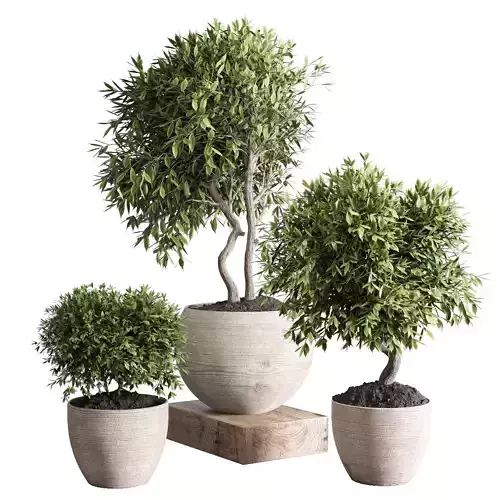 collection outdoor plant 23 - wood old vase