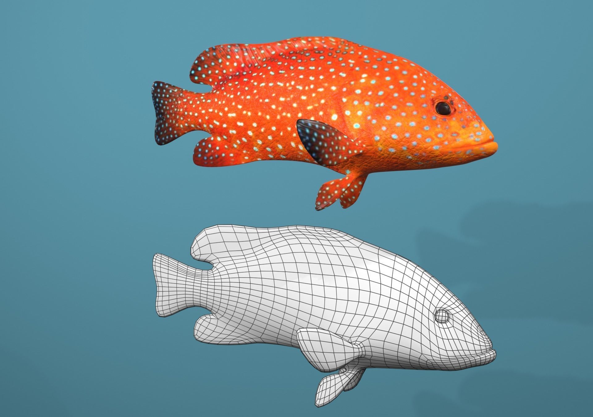 Roving Coral Grouper Low-poly 3D model_17