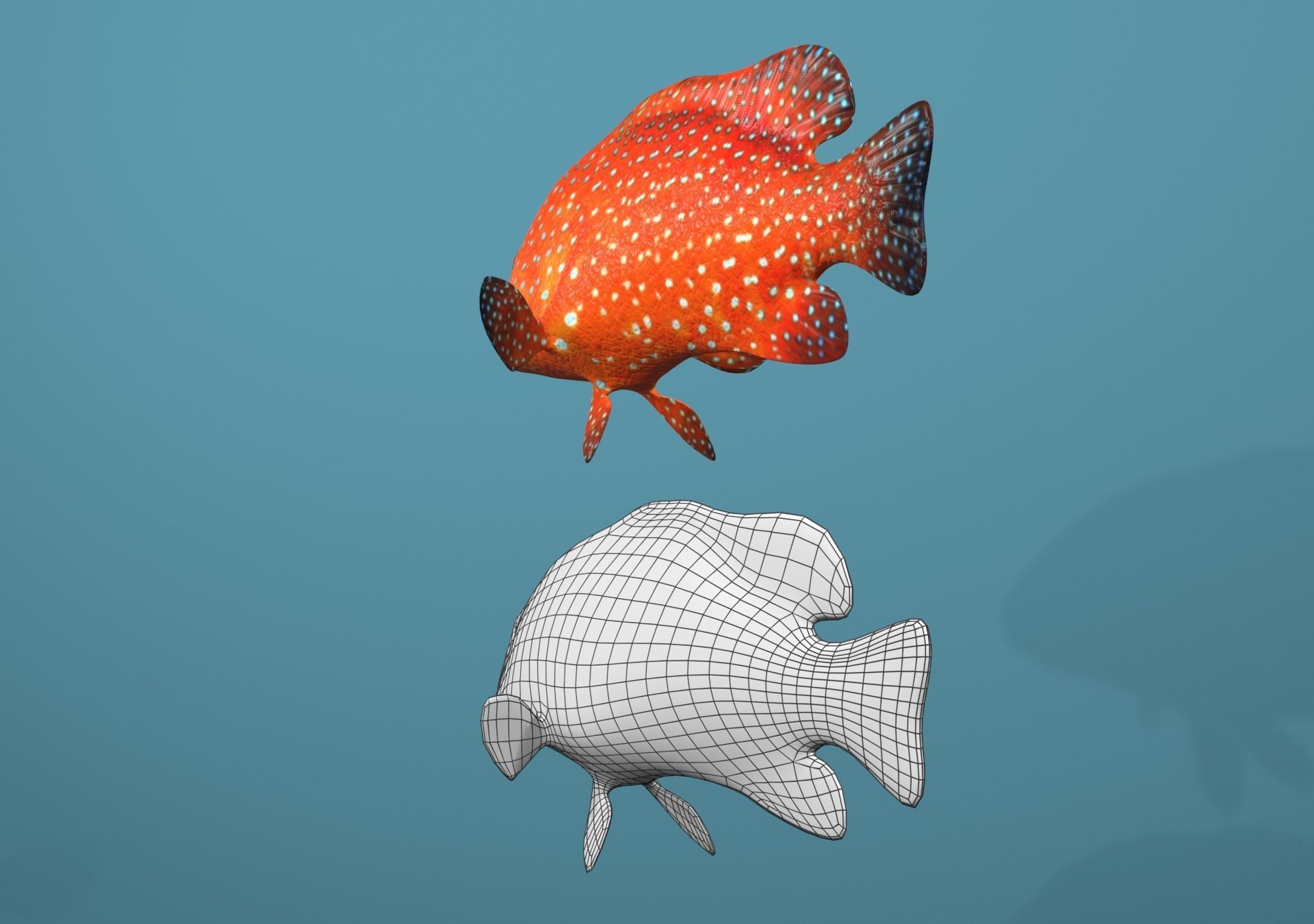Roving Coral Grouper Low-poly 3D model_8