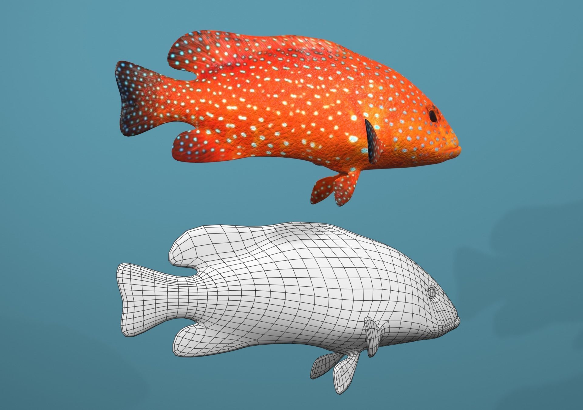 Roving Coral Grouper Low-poly 3D model_4