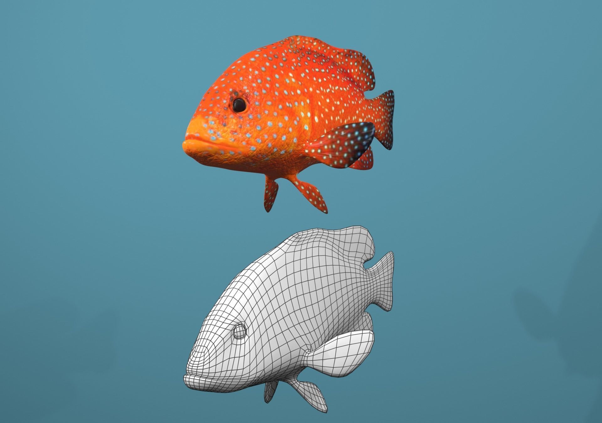Roving Coral Grouper Low-poly 3D model_13