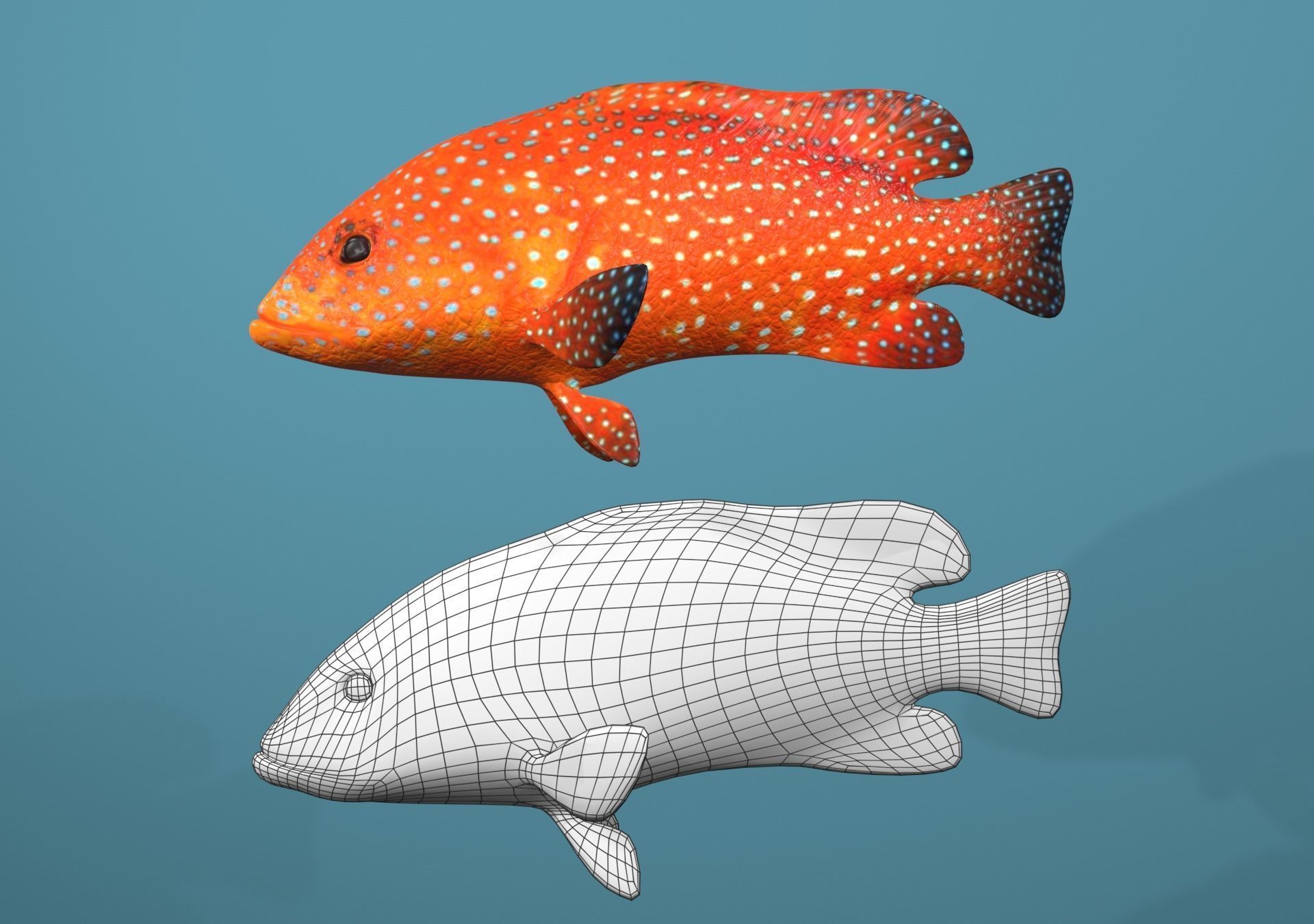 Roving Coral Grouper Low-poly 3D model_11