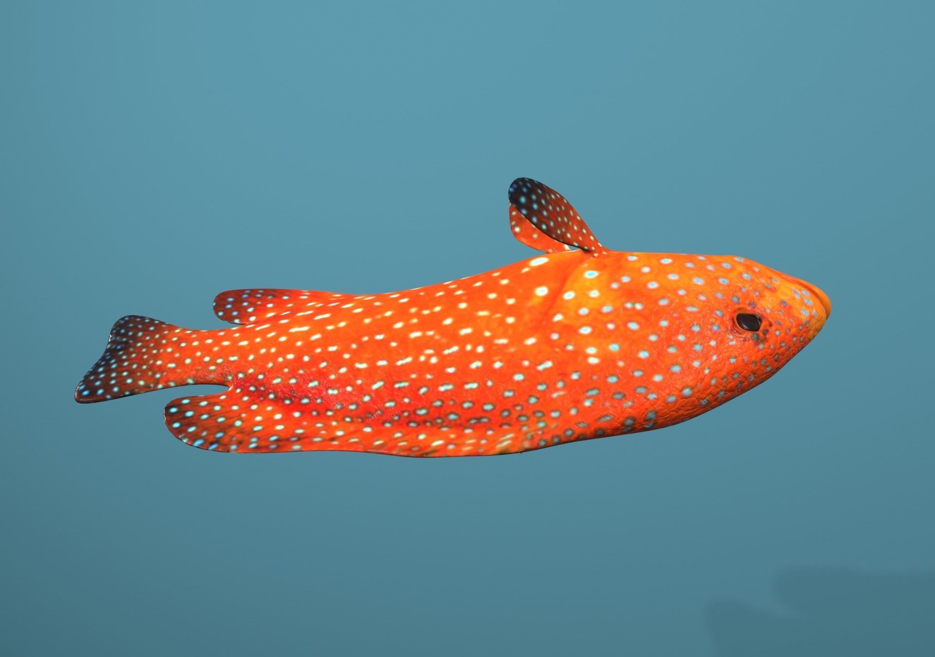 Roving Coral Grouper Low-poly 3D model_23
