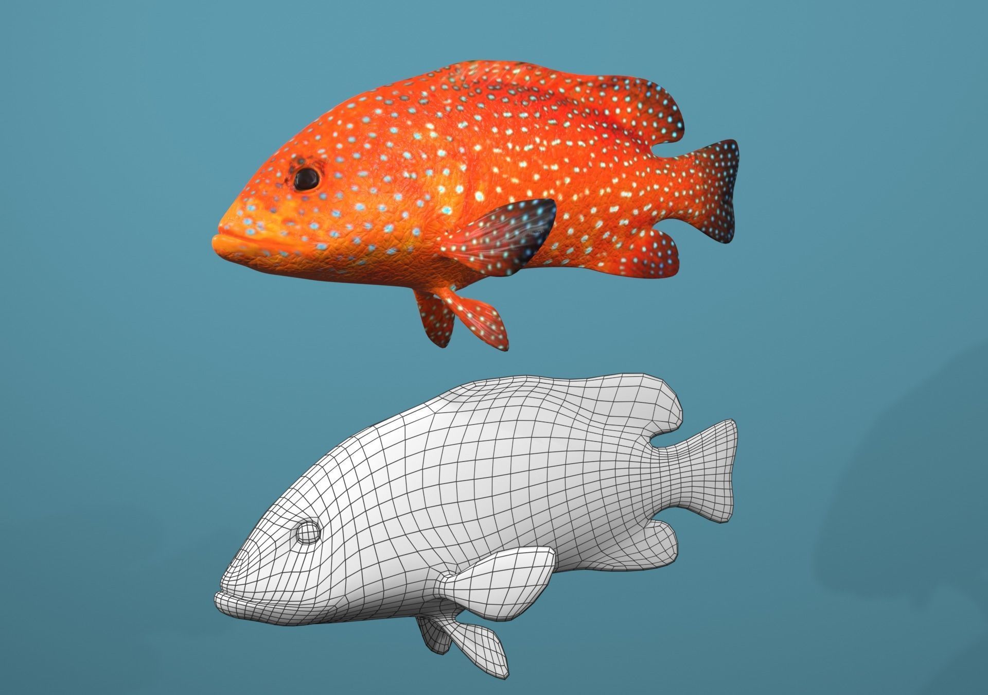 Roving Coral Grouper Low-poly 3D model_12