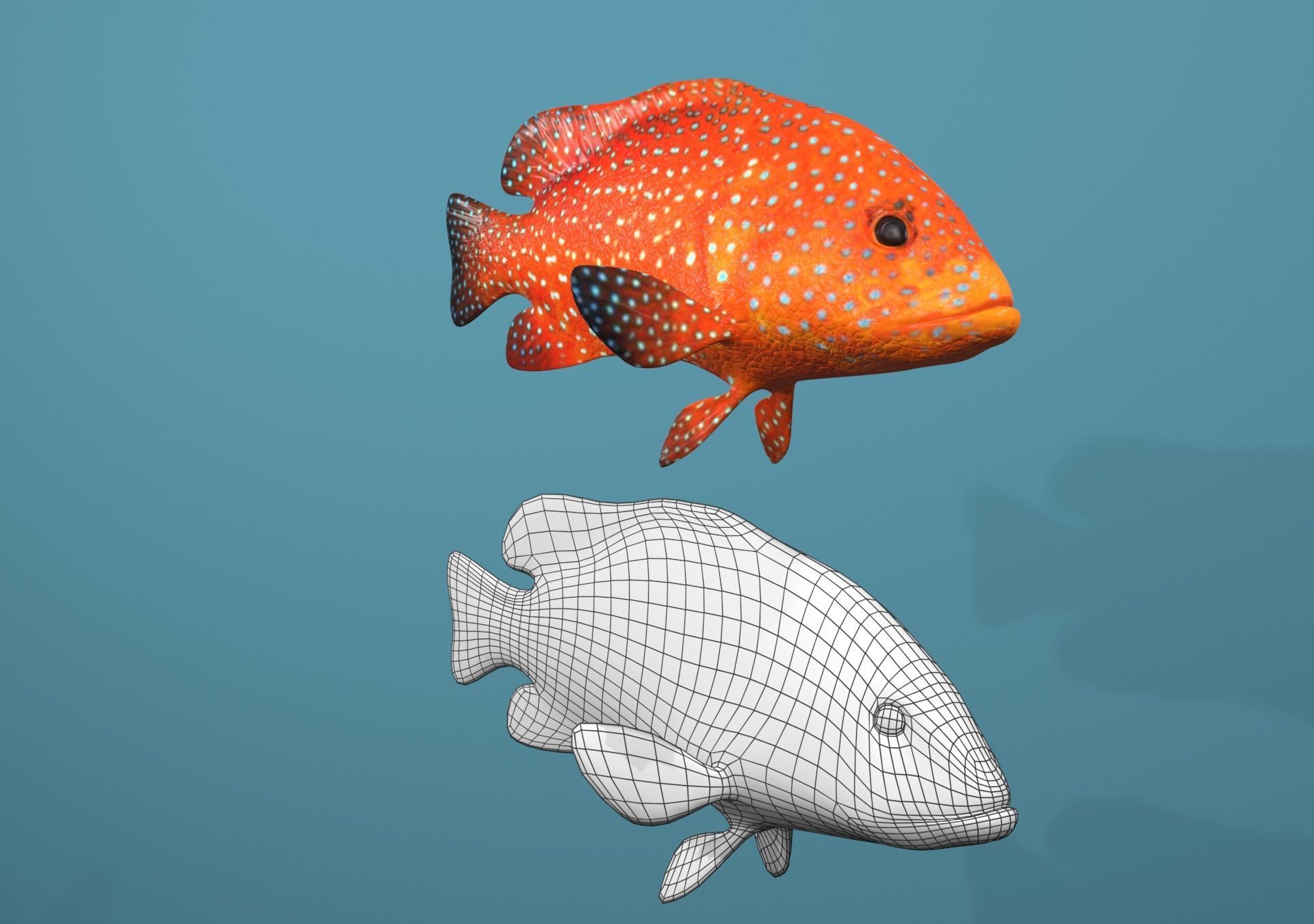 Roving Coral Grouper Low-poly 3D model_16