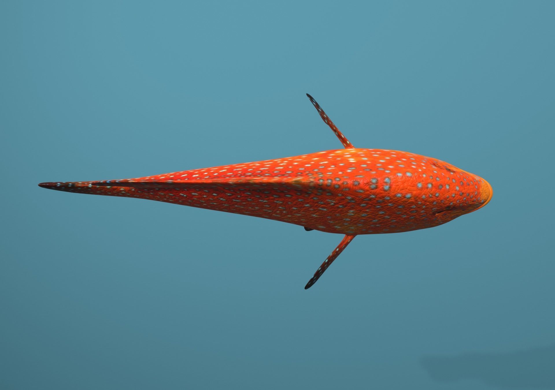 Roving Coral Grouper Low-poly 3D model_21