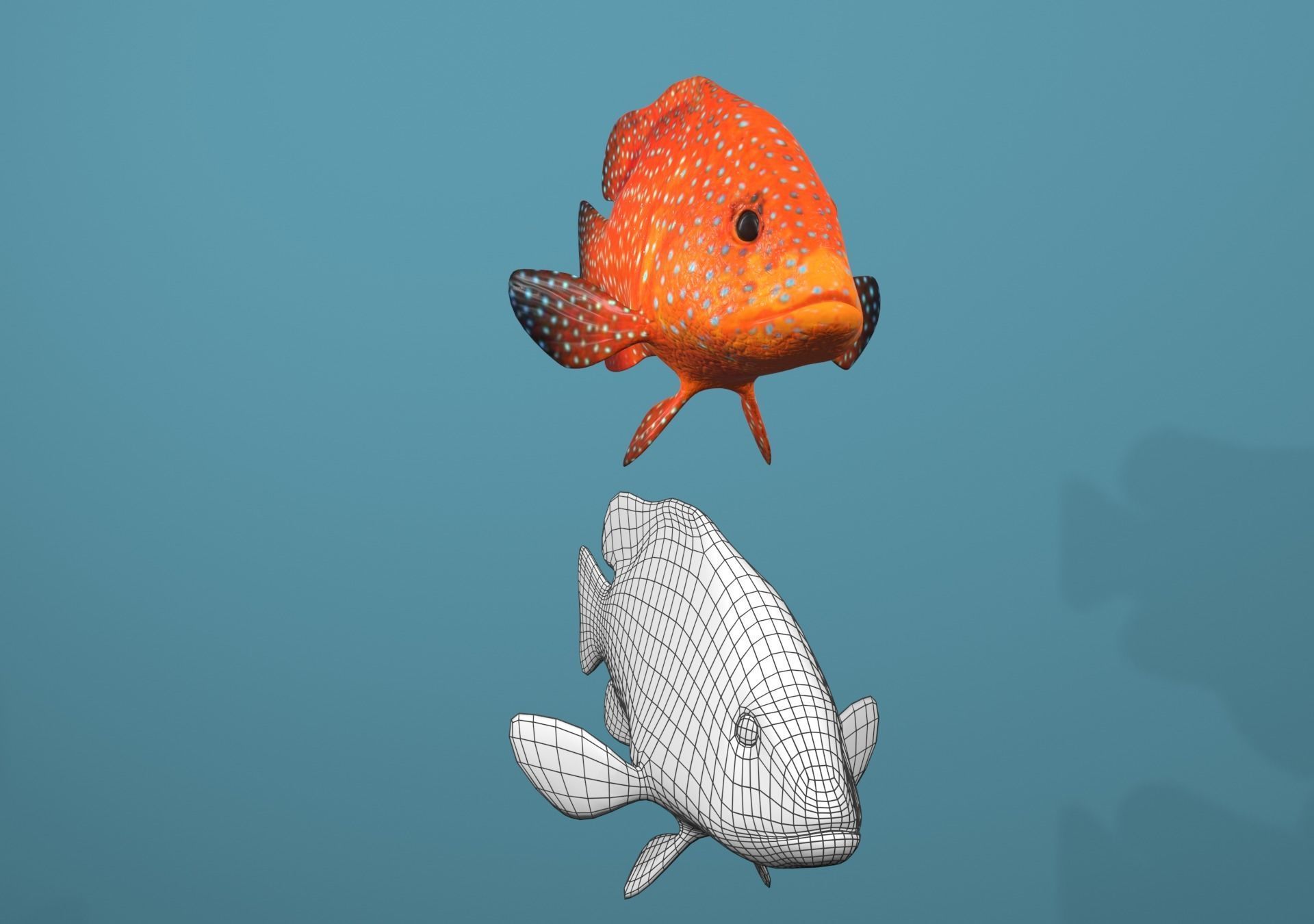 Roving Coral Grouper Low-poly 3D model_15