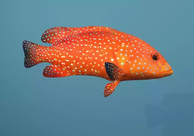 Roving Coral Grouper Low-poly 3D model
