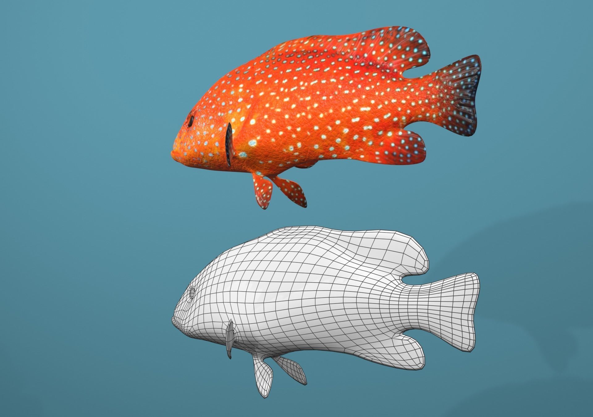 Roving Coral Grouper Low-poly 3D model_9