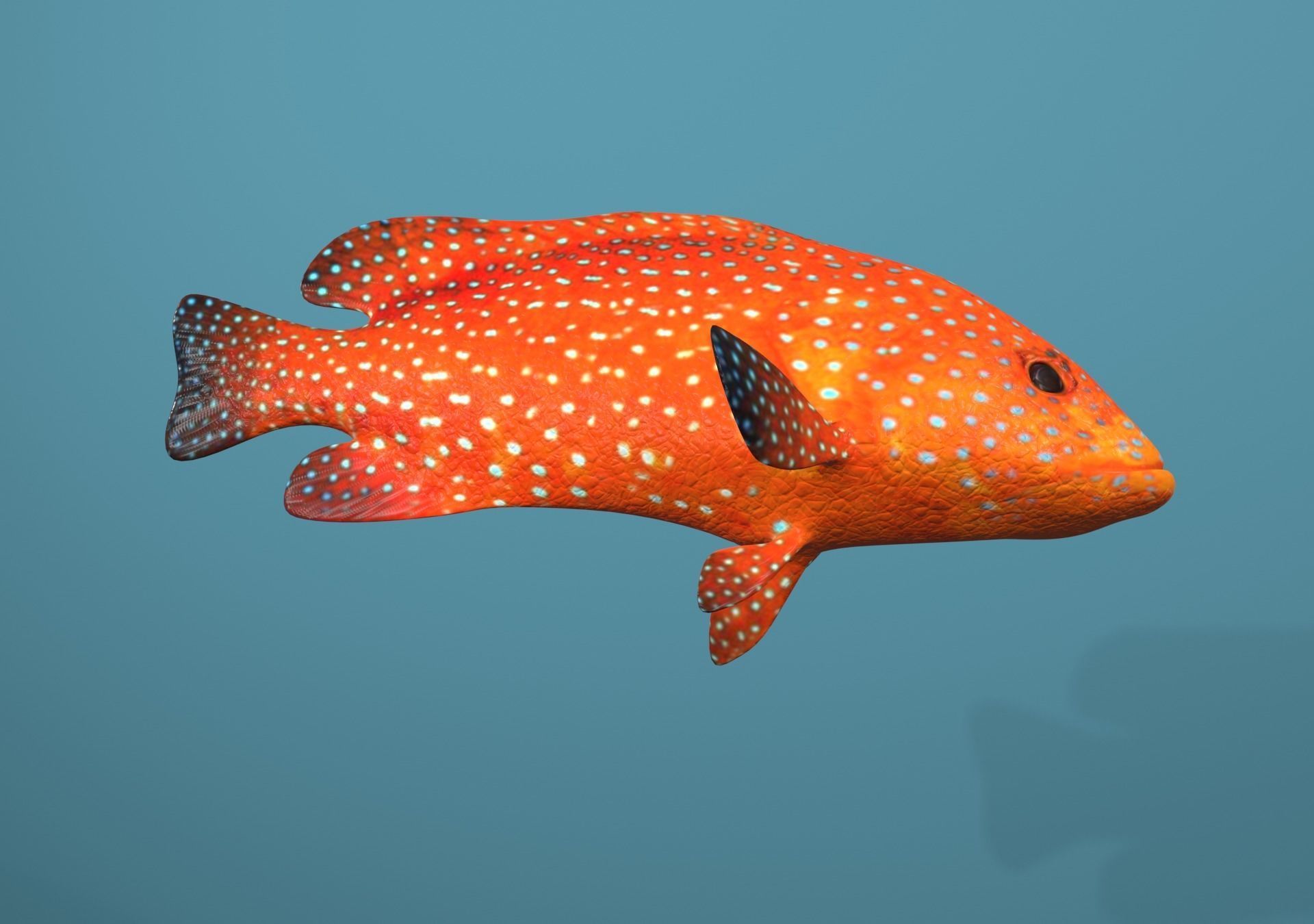 Roving Coral Grouper Low-poly 3D model_34