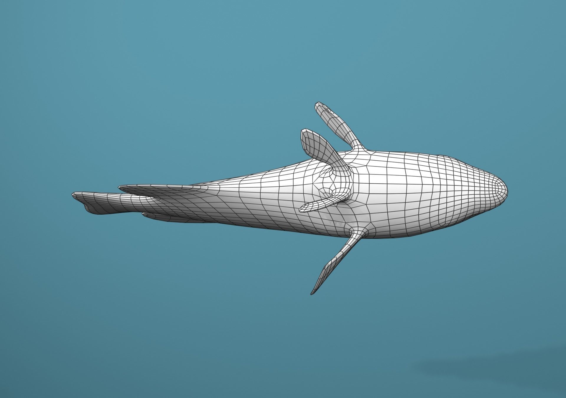 Roving Coral Grouper Low-poly 3D model_30