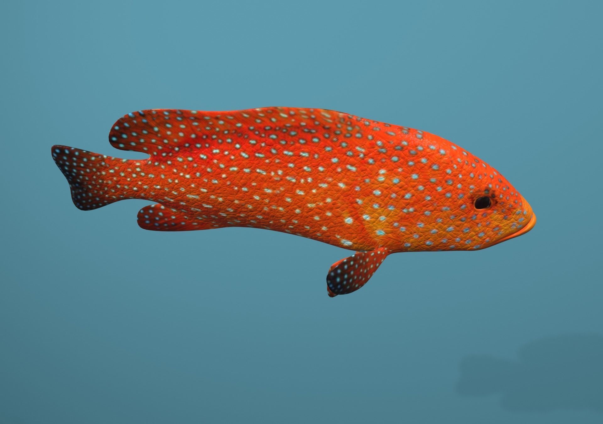 Roving Coral Grouper Low-poly 3D model_19