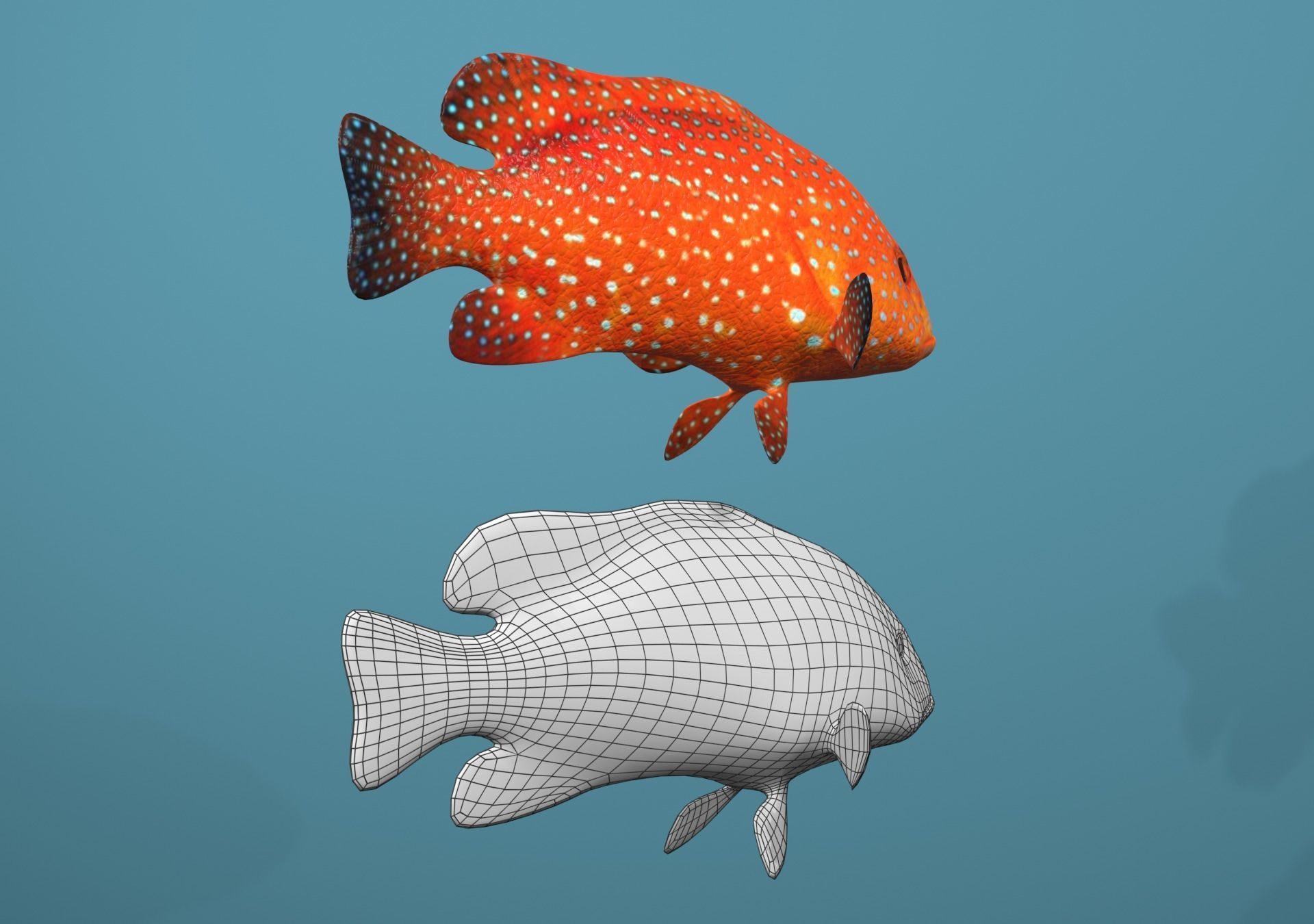 Roving Coral Grouper Low-poly 3D model_5