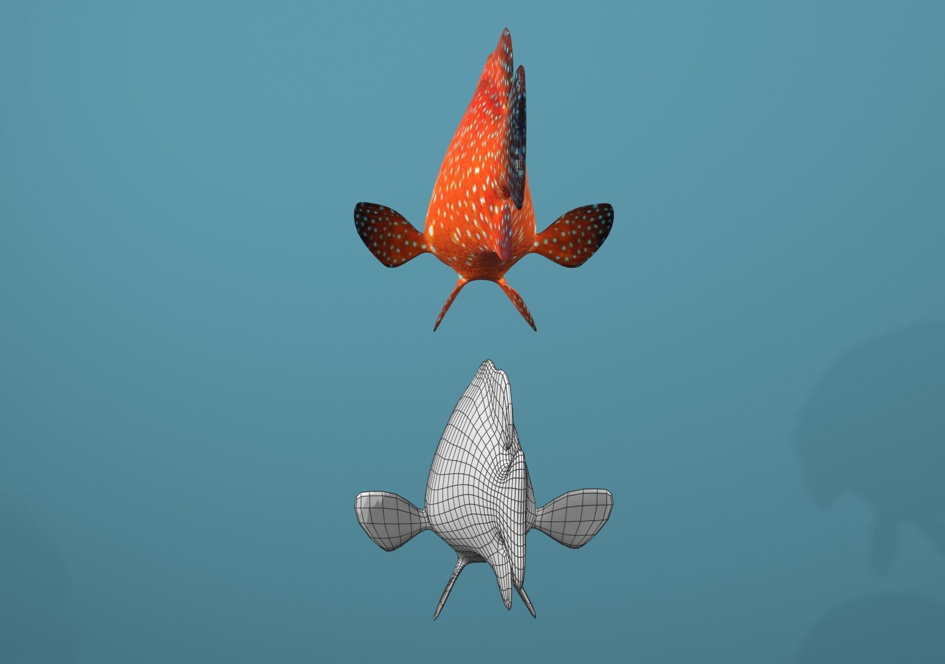 Roving Coral Grouper Low-poly 3D model_7