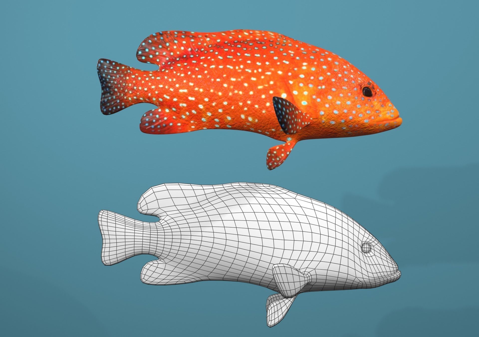 Roving Coral Grouper Low-poly 3D model_3