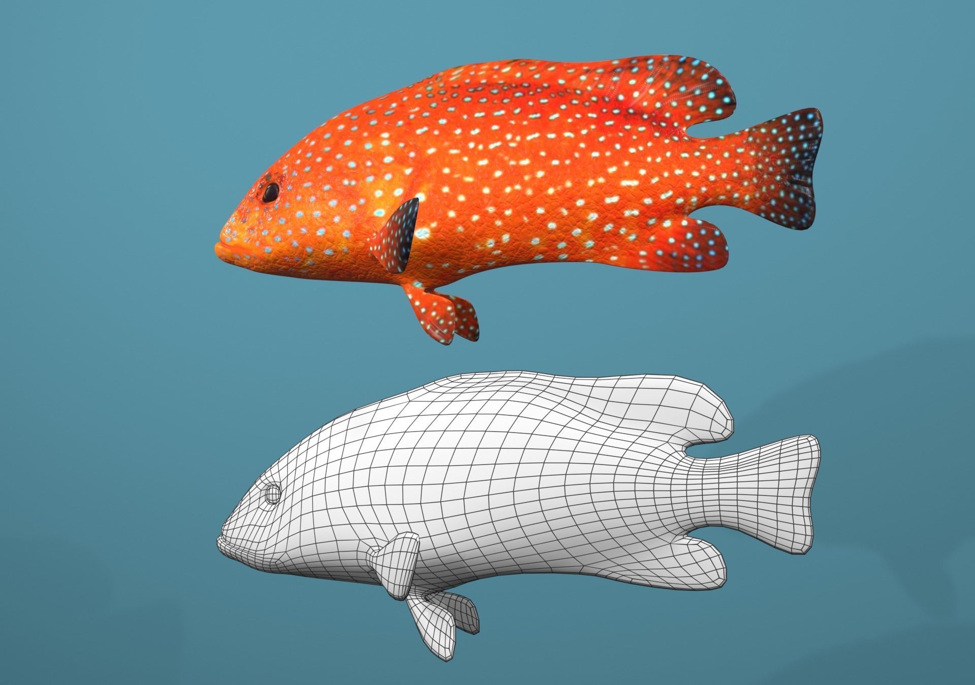 Roving Coral Grouper Low-poly 3D model_10