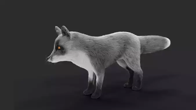 Fur Gray Fox Model