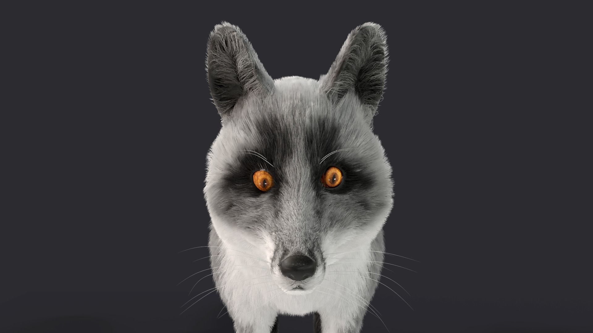 Fur Gray Fox Model Low-poly 3D model_3