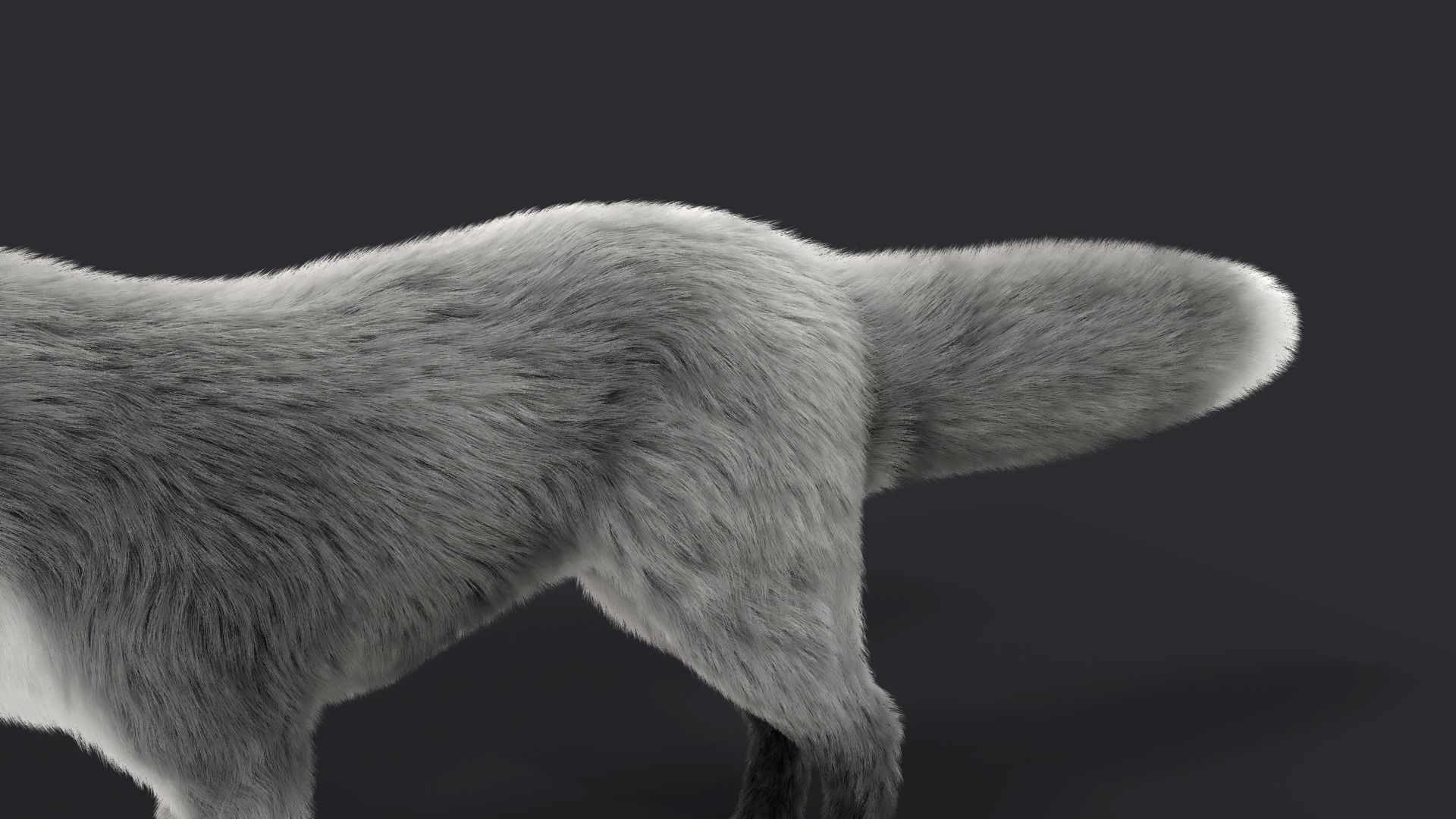 Fur Gray Fox Model Low-poly 3D model_4