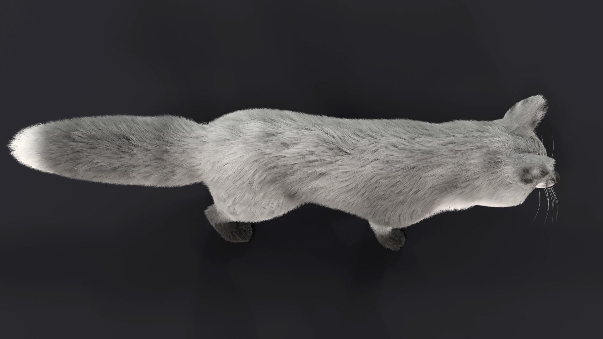 Fur Gray Fox Model Low-poly 3D model_5