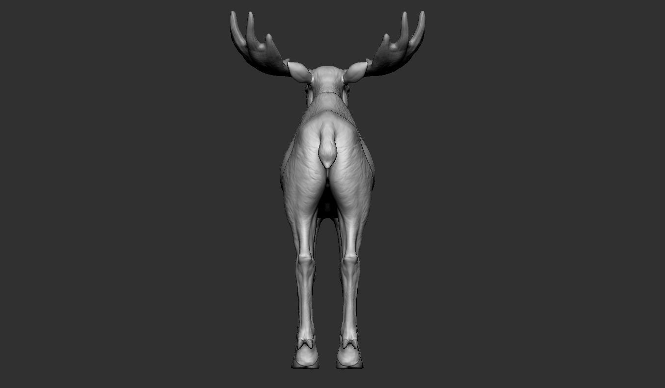Moose low poly model Low-poly 3D model_11