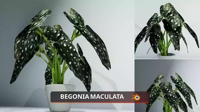 Indoor plant begonia