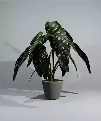 Indoor plant begonia