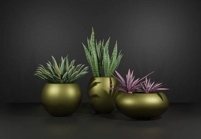 Indoor plant sansaveria Low-poly 3D model