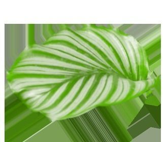FACADE leaf Low-poly 3D model_12