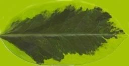 FACADE leaf Low-poly 3D model_10