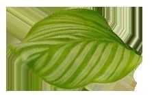 FACADE leaf Low-poly 3D model_13