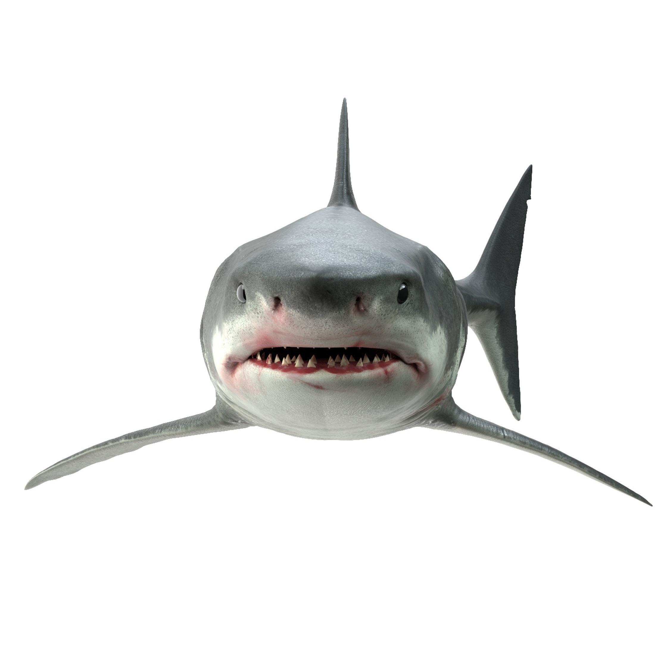 Shark great 3D model_14
