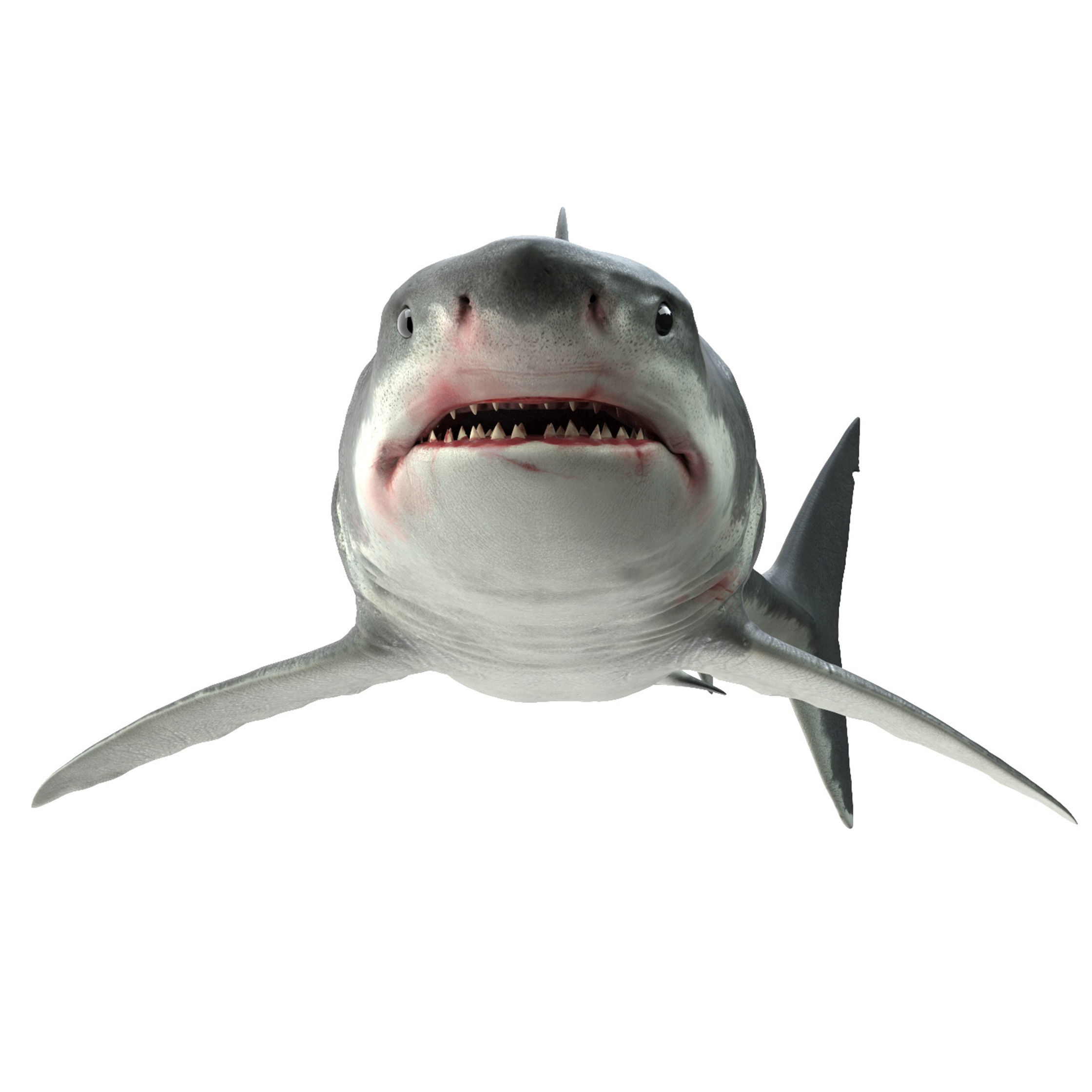 Shark great 3D model_13